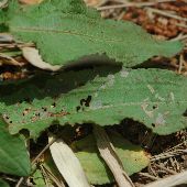 �A���`�M�V�M�V