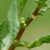 �A���`�M�V�M�V