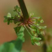 �A���`�M�V�M�V