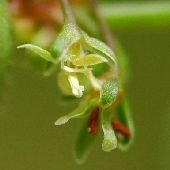 �A���`�M�V�M�V