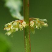 �A���`�M�V�M�V