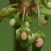 �A���`�M�V�M�V