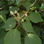 �A�J���K�V��