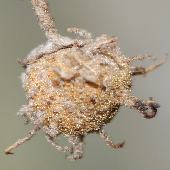 �A�J���K�V��