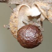 �A�J���K�V��