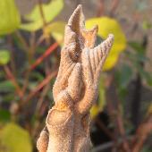 �A�J���K�V��