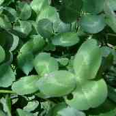 �A�J�c���N�T