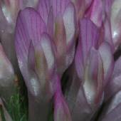 �A�J�c���N�T