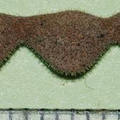 �A���`�k�X�r�g�n�M