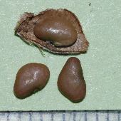 �A���`�k�X�r�g�n�M