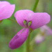 �A���`�k�X�r�g�n�M