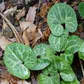 �J���A�I�C