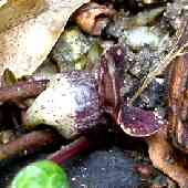 �J���A�I�C