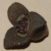 �J���A�I�C