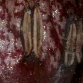 �J���A�I�C