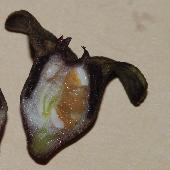 �J���A�I�C