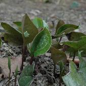 �J���A�I�C