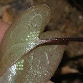 �J���A�I�C