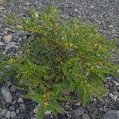 �A���`�P�c���C