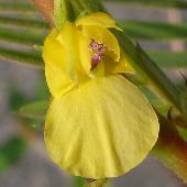 �A���`�P�c���C