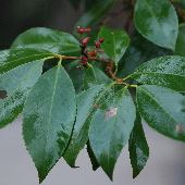 �o�N�`�m�L