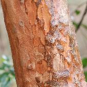 �o�N�`�m�L