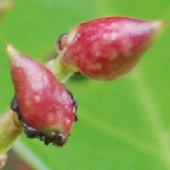 �o�N�`�m�L