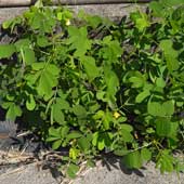 �G�r�X�O�T