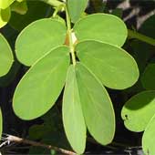 �G�r�X�O�T