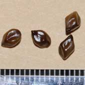 �G�r�X�O�T