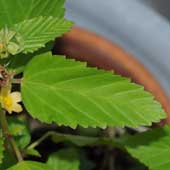 �G�m�L�A�I�C