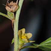 �G�m�L�A�I�C