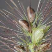 �L���G�m�R��