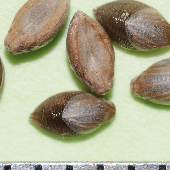 �L���G�m�R��