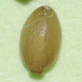 �L���G�m�R��