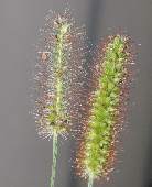 �L���G�m�R��