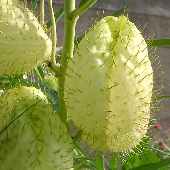 �t�E�Z���g�E���^