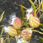 �t�E�Z���g�E���^