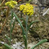 �n�n�R�O�T