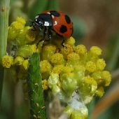 �n�n�R�O�T