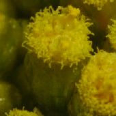 �n�n�R�O�T