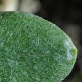 �n�n�R�O�T