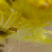 �n�n�R�O�T