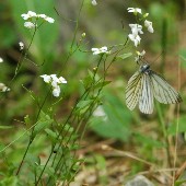 �n�N�T���n�^�U�I