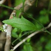 �n�N�T���n�^�U�I