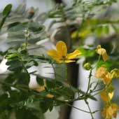 �n�}�Z���i