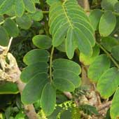 �n�}�Z���i