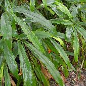 �n�i�~���E�K