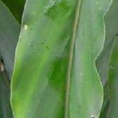 �n�i�~���E�K