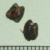 �n�i�~���E�K